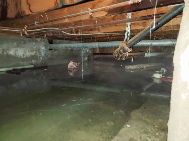 Best Water damage restoration near me  in Lihue, HI