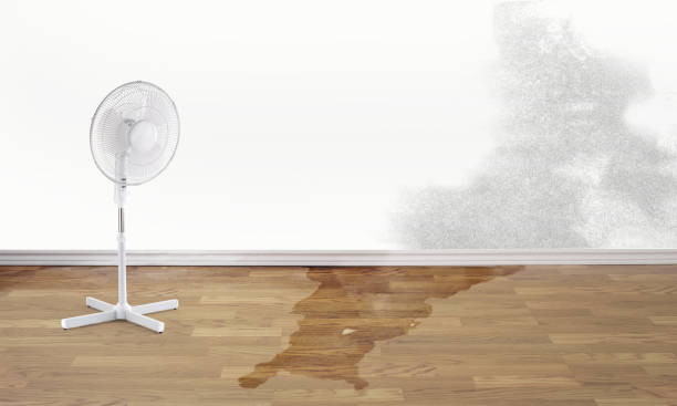 Best Carpet water damage restoration  in Lihue, HI