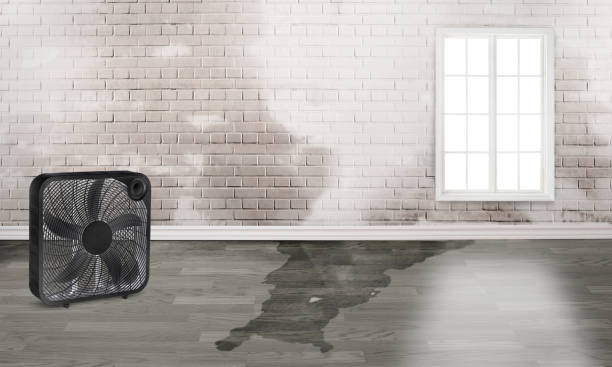 Best Mold removal after water damage  in Lihue, HI