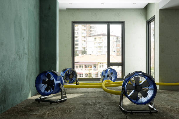 Best Basement water damage restoration  in Lihue, HI